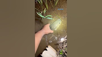 Cá Lớn - bắt Lóc Khủng ẩn nấp khá kĩ 😱 #khacthuyvlogg