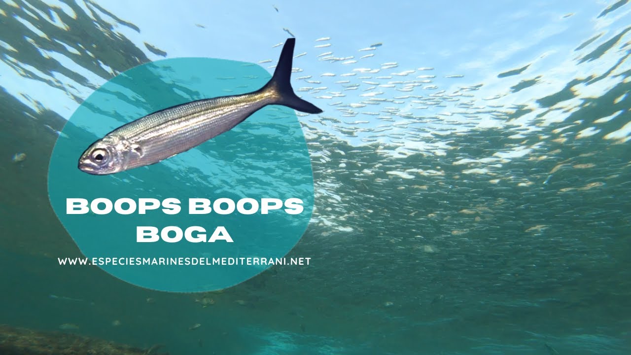 Boops Boops boops | Bogas esverades per la proximitat de les cervioles - YouTube