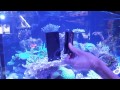 Flipper aquarium cleaner demonstration