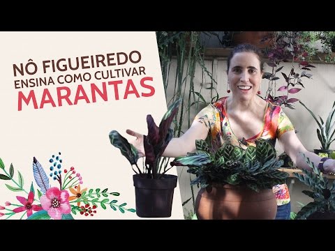 Video: ¿Cómo se cultivan Marantas?