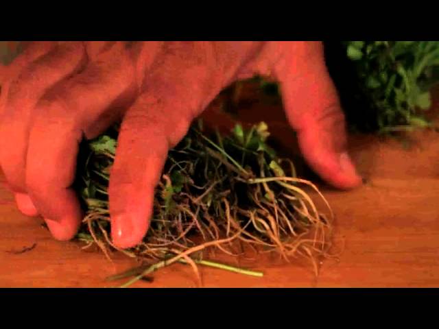 Tips and Tricks - How To Store and cut Coriander Leaves | Chef Harpal Singh | chefharpalsingh