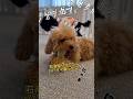 石油王にのあはなる🐶❣️