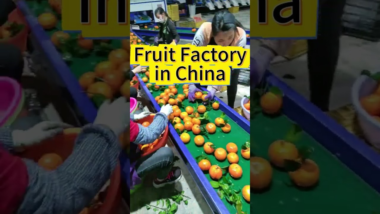 Fruit factory in China, find buyers & suppliers | Tendata 