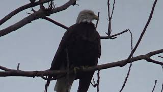 October 21 2023 American Bald Eagle under drizzling weather drying off