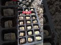 Sugarcane Nursery #agriculture #reels #viral #viralvideo #sugarcane