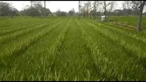 Rope pulling for supplimentry pollination in Rope pulling for supplimentry pollination in paddy