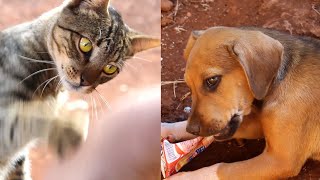 Puppy found box of sweetened condensed milk. Pet mu Screen PmS SE03E12 by Daniel's Channel - Artegia 201 views 3 years ago 3 minutes, 3 seconds