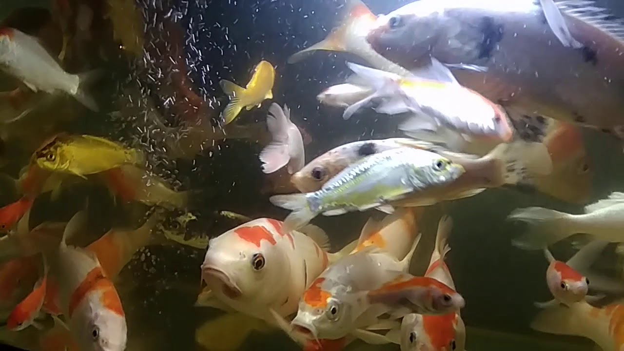 Ikan koi dipelihara di aquarium - YouTube