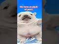 mi perro