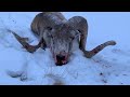 Кыргызстан Марко Поло охота 2020