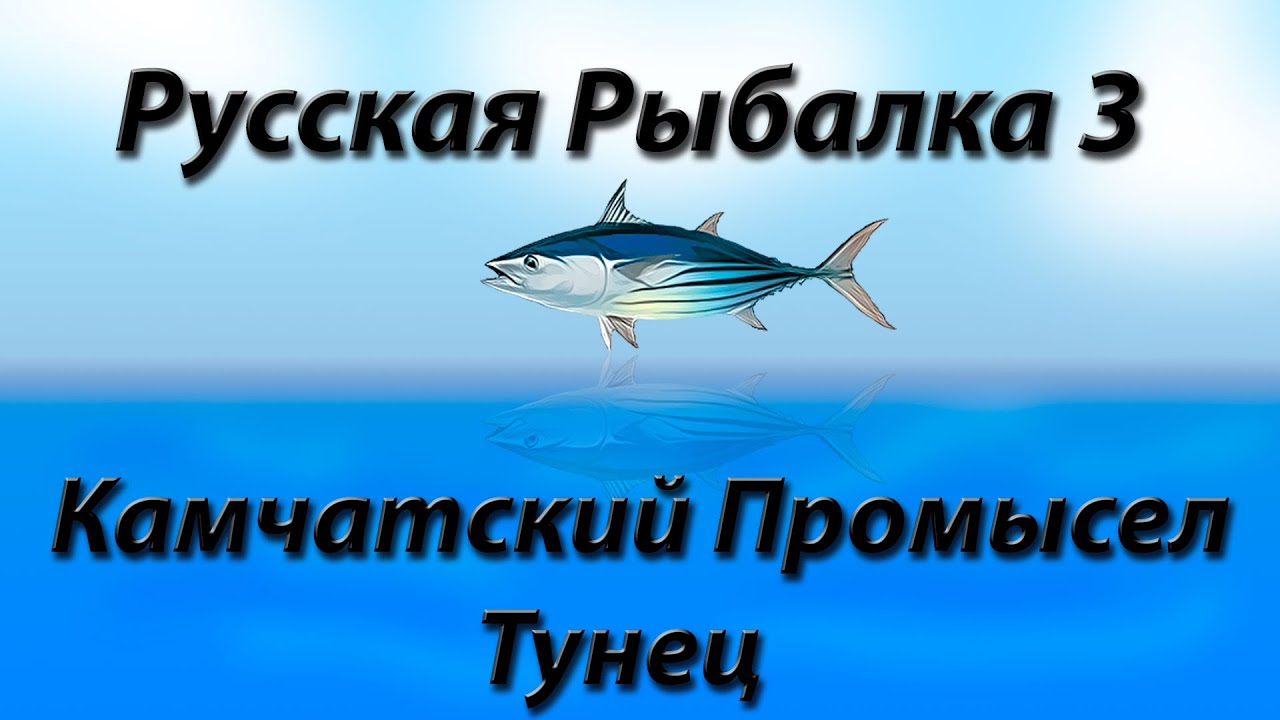 Русская рыбалка слава петуху. Промысел тунца. Русская рыбалка рыбный промысел акулы видео. Полосатик Камчатский.