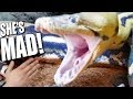 GIANT SNAKE (Lucy) VERY MAD MOVING TO HUGE CAGE **Reptile Zoo** | BRIAN BARCZYK