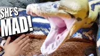 GIANT SNAKE (Lucy) VERY MAD MOVING TO HUGE CAGE **Reptile Zoo** | BRIAN BARCZYK