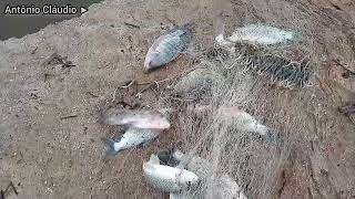 apenas duas tarrafadas, e olha a quantidade de peixes!!! by Antônio Cláudio🌵☀️ 70 views 1 year ago 1 minute, 19 seconds