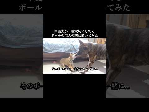 甲斐犬が大事にしていたボールを柴犬の子犬の前に置いてみた #甲斐犬 #柴犬 #犬のいる生活