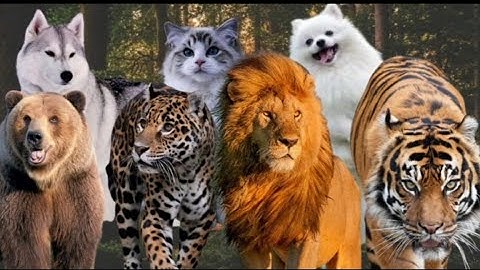 Suara binatang karnivora singa, harimau, hyena, kucing, serigala, buaya