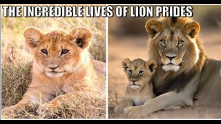 father lion playing with cubs I Lion Quality Time With Family #viral #animals #lion #lions