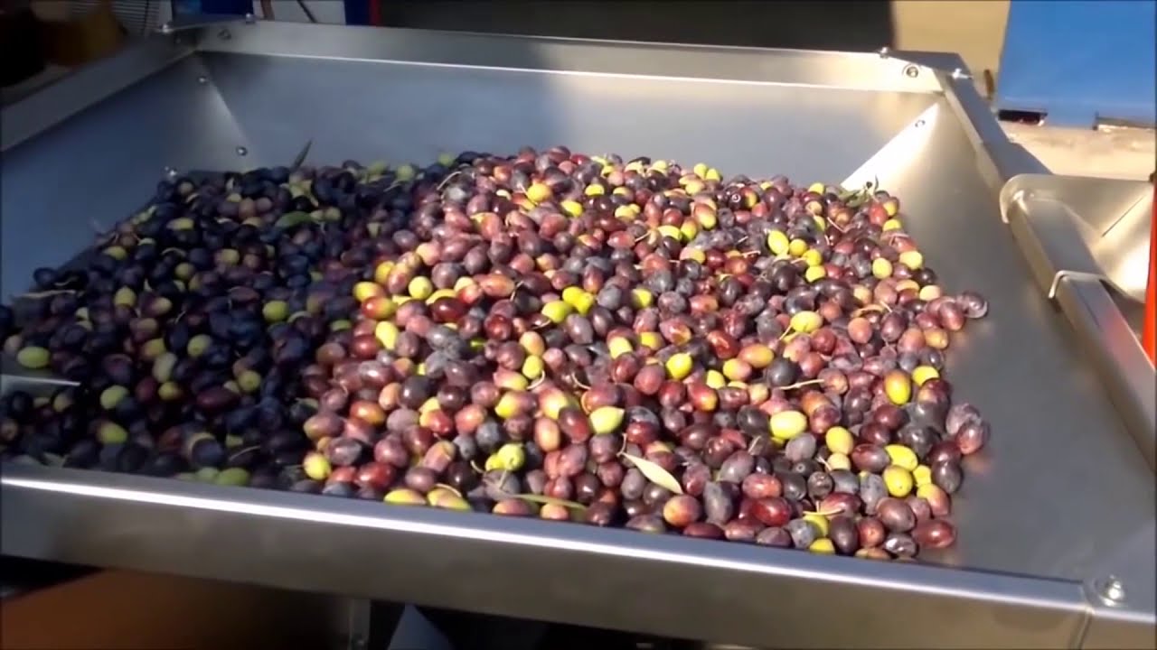 Olive Oil Machine - Boutique Type - Cold Press