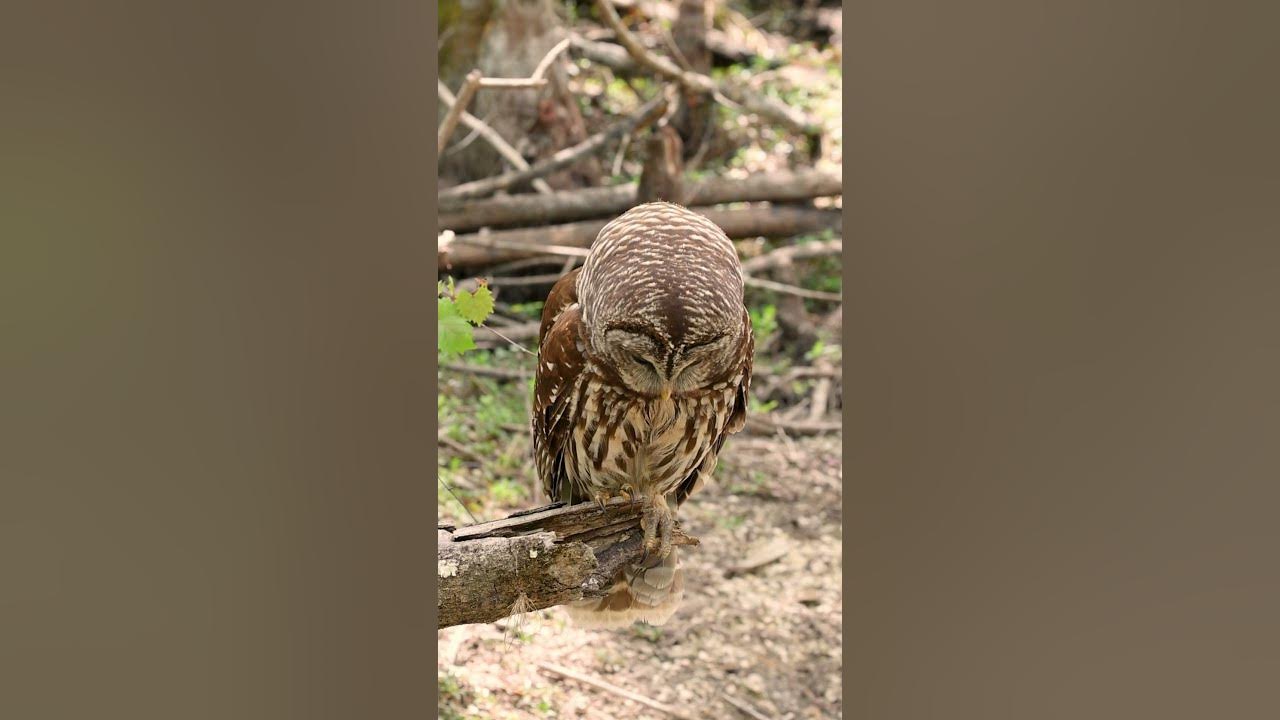 Barred Owl throwing up a pellet. Pellets are indigestible food such as fur, feathers and bones