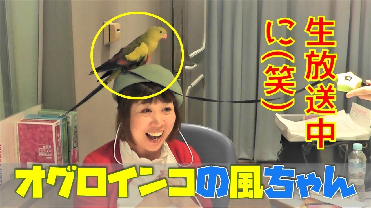 オグロインコの「風」ちゃんは、女性の声が大好き！ | ラジトピ ラジオ 
