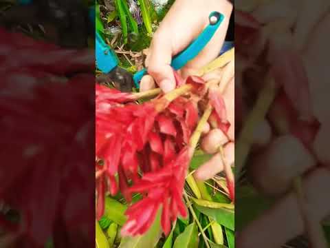 Video: Guía de poda de Heliconia: Cómo podar las plantas de Heliconia de pinza de langosta