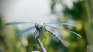 Dragonfly Aeshna Affinis animation with blender