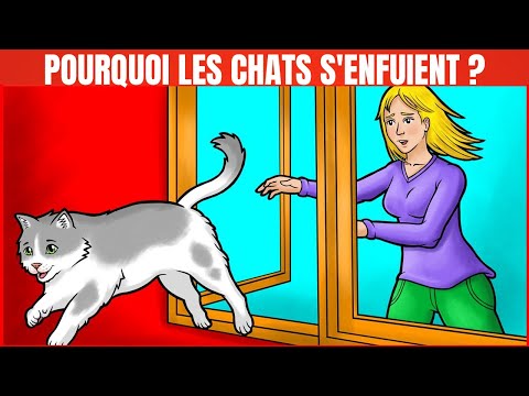 Vidéo: Les chats ont-ils besoin de s'enfuir ?