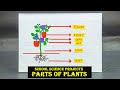 School Science Projects | Parts Of Plants