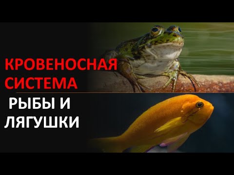 11. Кровеносная система рыбы и лягушки