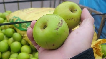 Giá Mua Bán Táo Sớm Tinh Mơ Sát Ngày Rằm Tháng Chạp l Nui Doi Luc Ngan 98