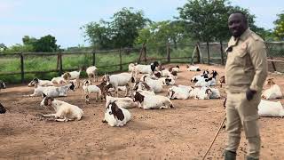 How to help your female goats produce 2 to 3 kids ( here is the secret )