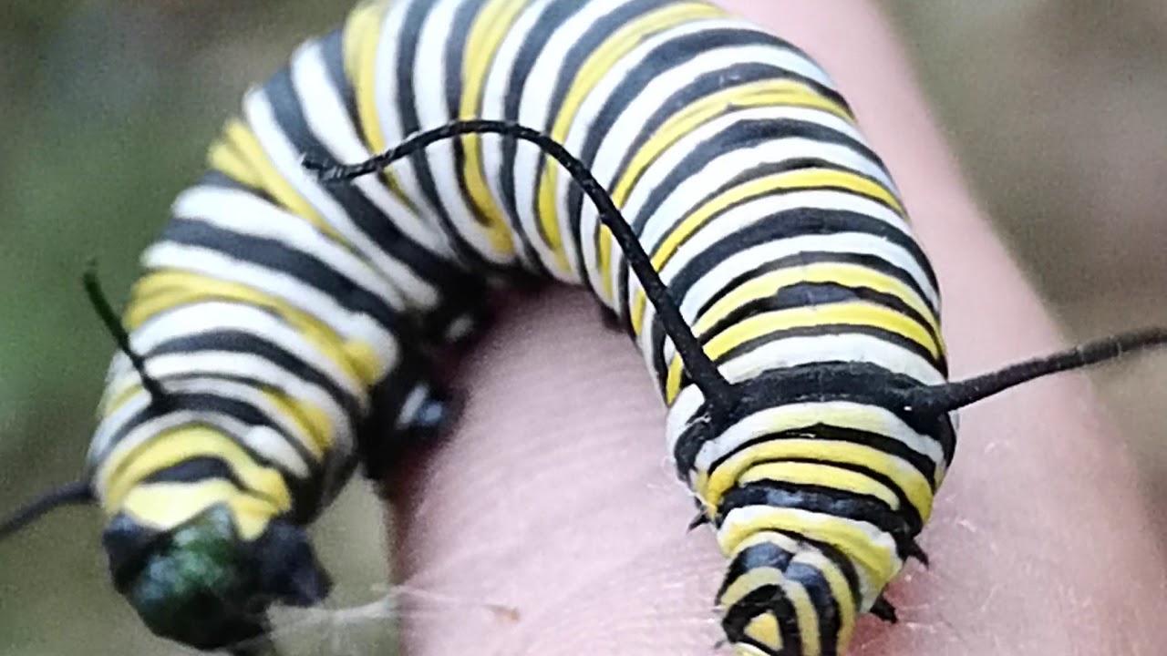 Monarch caterpillar takes a giant shit