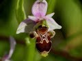 Les orchidées sauvages de Malras