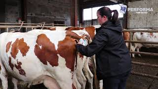 Comprendre Le Processus Du Vêlage Pour Optimiser Sa Réussite