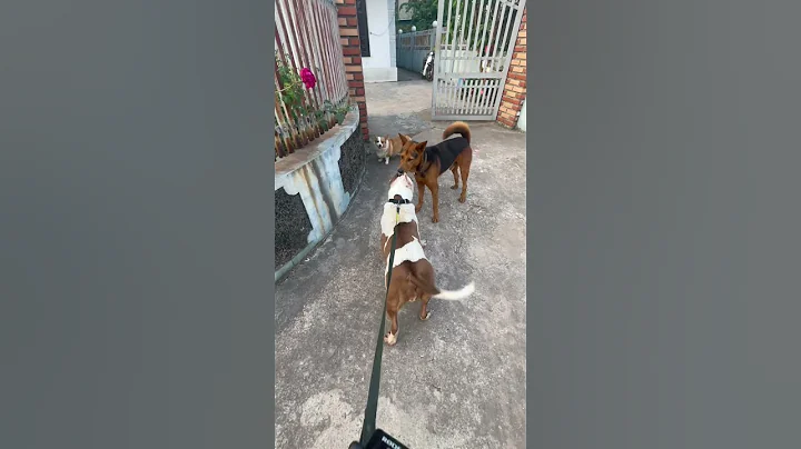 Vua Chó Pitbull Bò Sữa Cân Tất #shorts