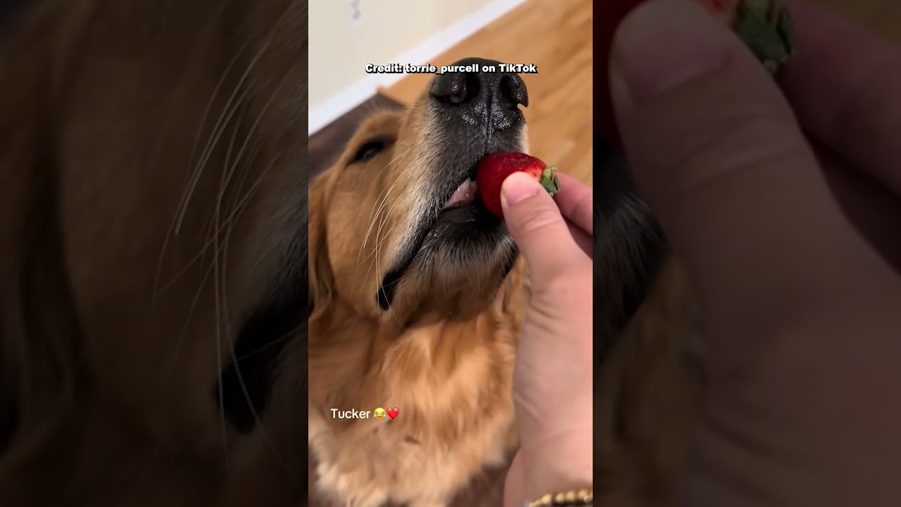 She told her dog to be really gentle for this treat 😂