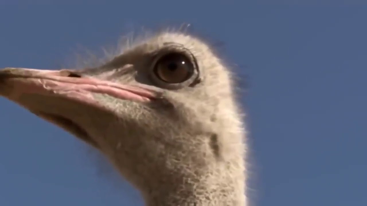 Ostrich vs Three Cheetah | wildlife documentary | National Geographic