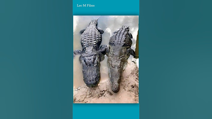 Alligator Vs Crocodile Difference