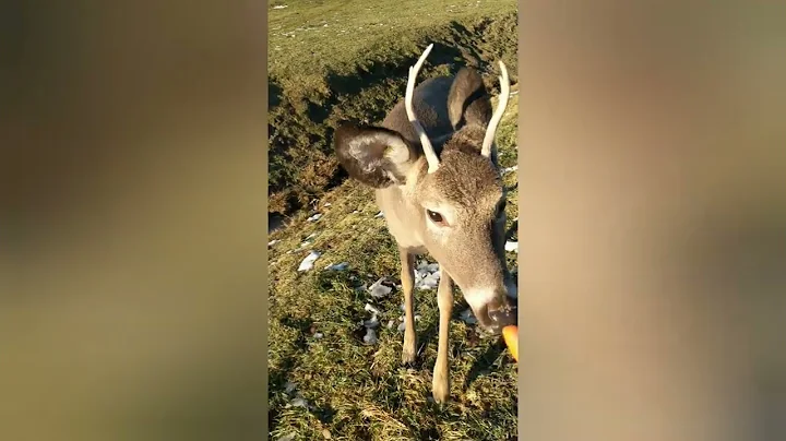 Trip to PARC Omega...saw Bison,Deers, Elk,Beaver and Racoons skin,Antlers!!!🦬🦌