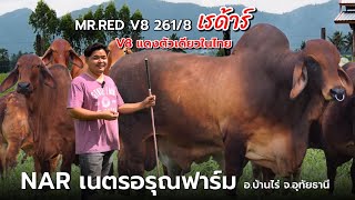 เรด้าร์ MR.RED V8 261/8  | V8 แดงตัวเดียวในไทย | NAR เนตรอรุณฟาร์ม อ.บ้านไร่ จ.อุทัยธานี