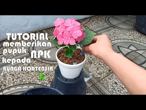 Video: Menggunakan Pupuk Hydrangea - Kapan dan Cara Memupuk Hydrangea