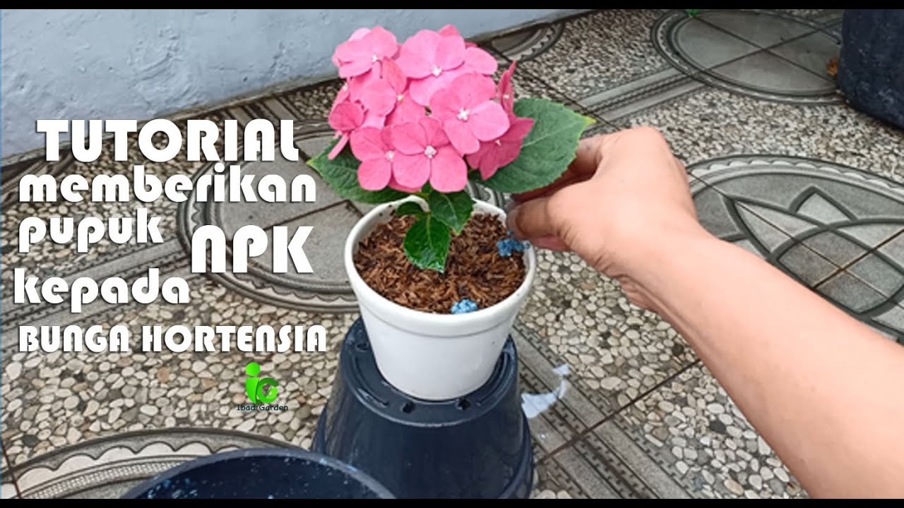 Tutorial PEMUPUKAN bunga hortensia agar SUBUR & BERBUNGA YouTube