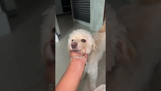 SLINK NÃO QUER COMER