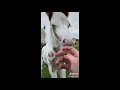 The Cutest Foals On TikTok