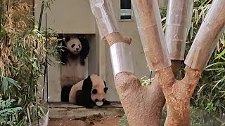 24.05.09  AIBAO & RUIBAO & HUIBAO  엄마가 밖으로 나가자 문 열라고 시위중인 아기맘마단