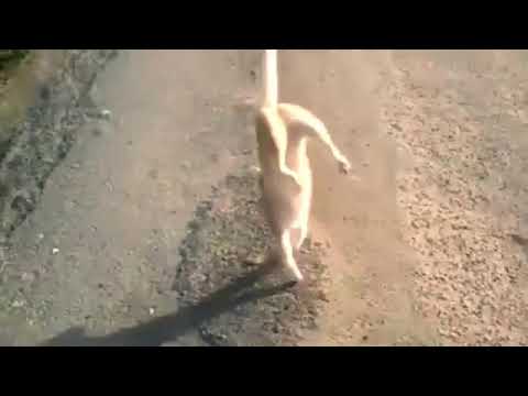 السعودية قط يلعب تمارين رياضية