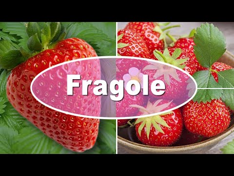 Video: Fragoline: proprietà utili