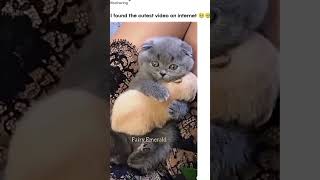 Cutest animal video on the internet😍😍. #animals #shorts #fyp