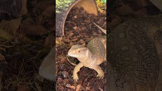 Feeding my savannah monitor Wealth