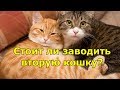 Стоит ли заводить вторую кошку?